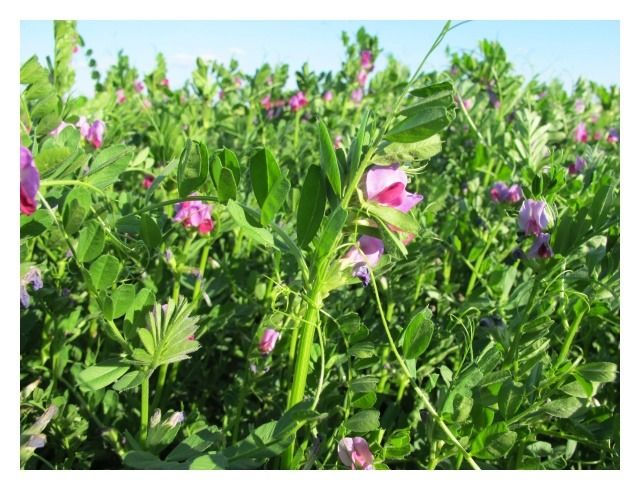 Wyka siewna Hanka C2 1Kg Granum