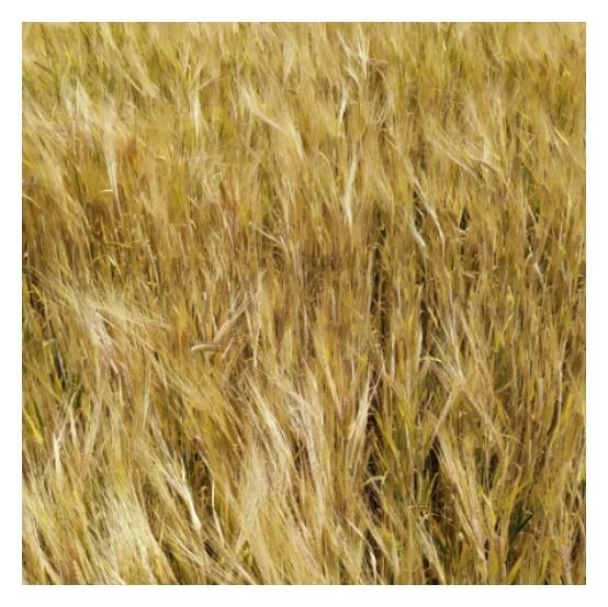 Jęczmień jary Tilmor C1 W 1000kg