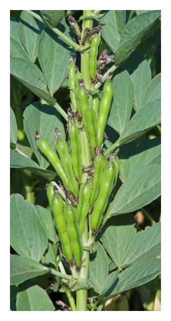 Bobik Tiffany C1 W 1000 Kg Granum