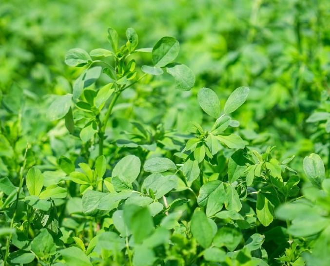 Lucerna RGT Dentelle C1 4,5mln nasion RAGT