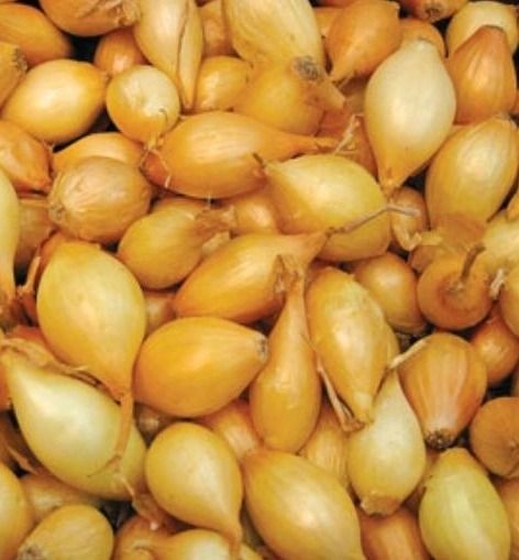 Cebula Dymka Sturon 20kg GMF Group