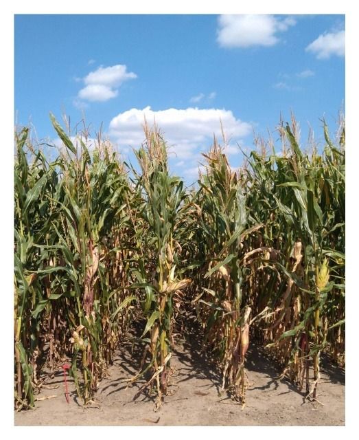 Kukurydza Siliciana F1 C1 80tyś Oseva