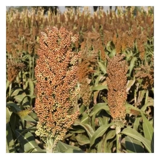 Sorgo KWS Lupus C1 Eco 250 tyś KWS