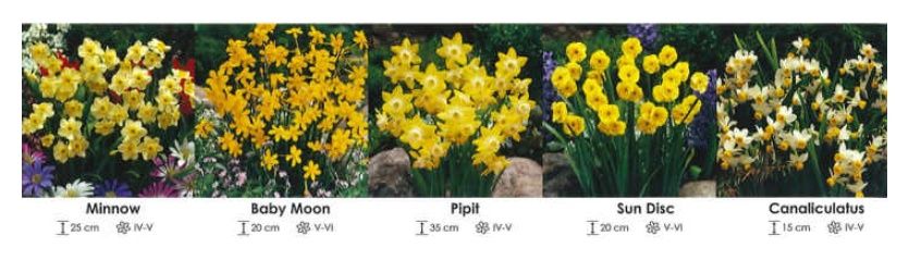 Narcyzy botaniczne zestaw 291 cebulki 210 sztuk Wiśniewski