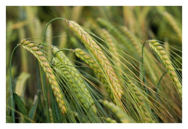 Jęczmień ozimy Aretha C1 W 1000 Kg IGP