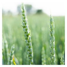 Pszenica zwyczajna ozima Queens C1 W 1000Kg PHR