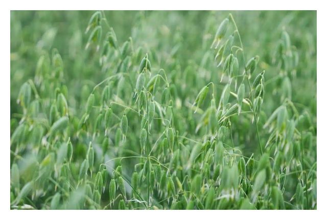 Owies ozimy RGT Southwark C1 js RAGT