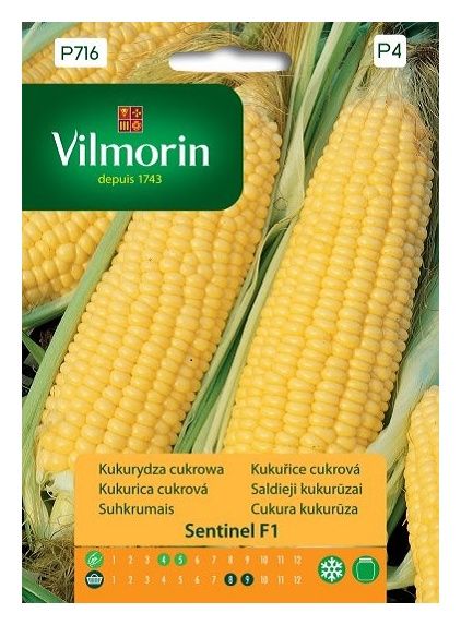 Kukurydza Sentinel F1 Cukrowa 2,5g Vilmorin