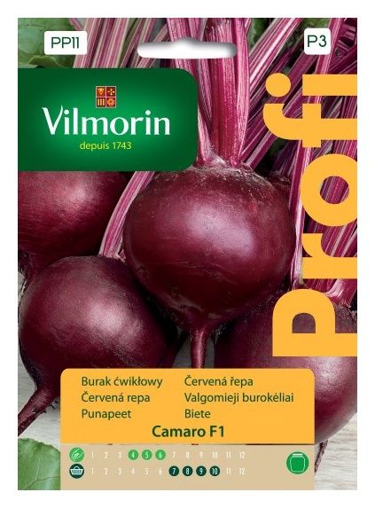 Burak ćwikłowy Camaro F1 100 nasion Vilmorin