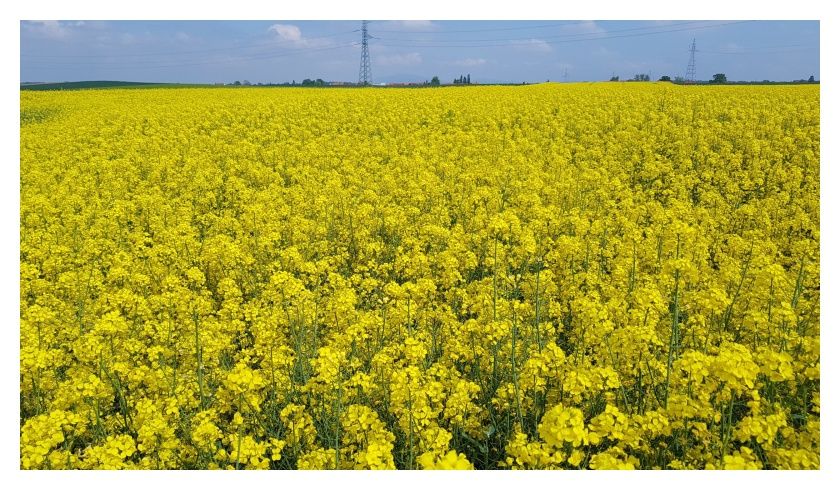 Rzepak ozimy Riccardo F1 C1 Scenic Gold KWS