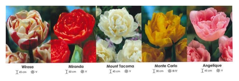 Tulipany pełne zestaw 211 cebulki 250 sztuk Wiśniewski