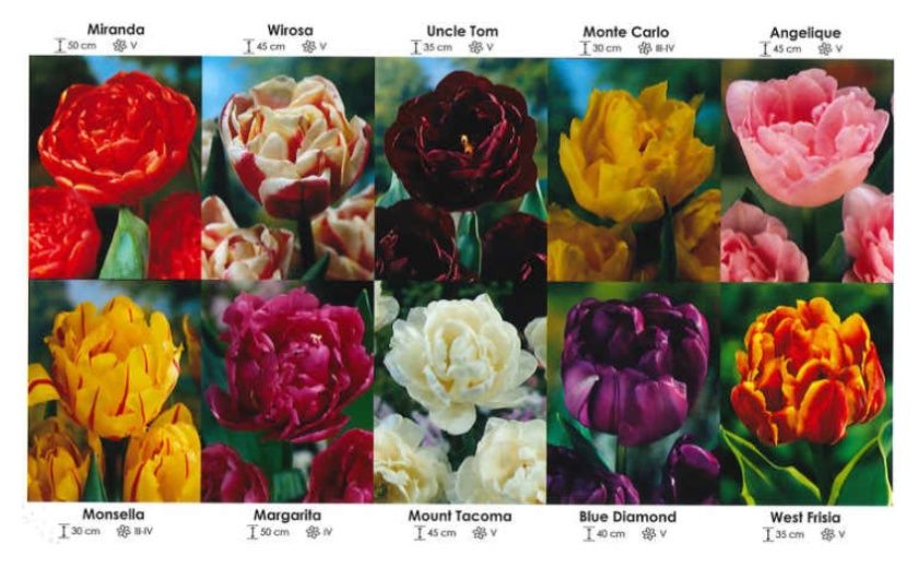 Tulipany pełne zestaw 217 cebulki 10x25 sztuk Wiśniewski