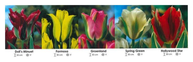Tulipany Virdiflora zestaw 231 cebulki 200 sztuk Wiśniewski