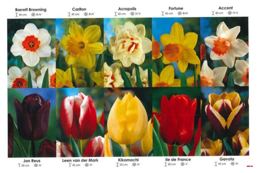 Tulipany + Narcyzy zestaw 280 cebulki - 10x25 sztuk Wiśniewski