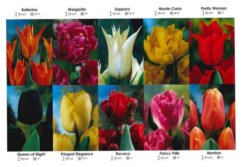Tulipany mix zestaw 285 Tulipany cebulki - 10x30 sztuk Wiśniewski