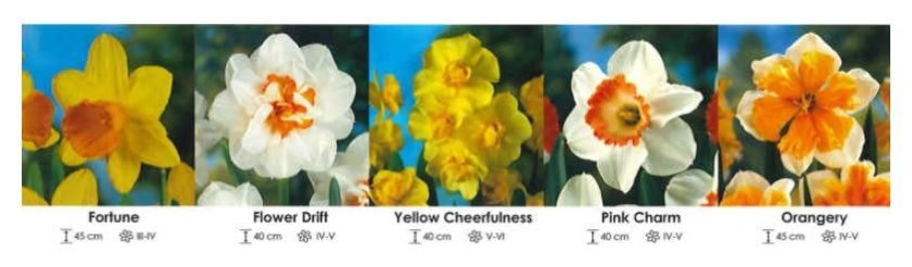 Narcyzy mix zestaw 302 cebulki 200 sztuk Wiśniewski