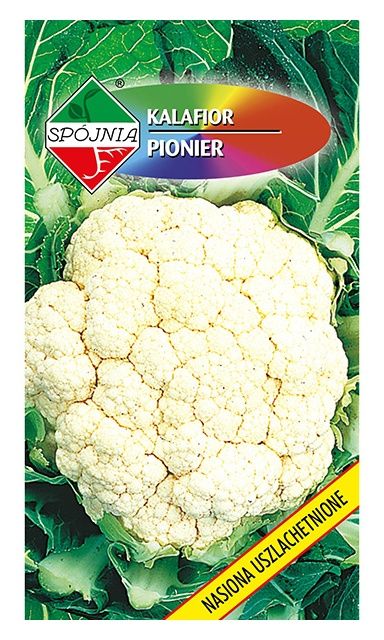 Kalafior Pionier 1g Spójnia