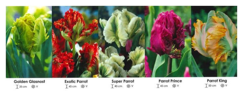 Tulipany Papuzie zestaw 431 cebulki - 150 sztuk Wiśniewski