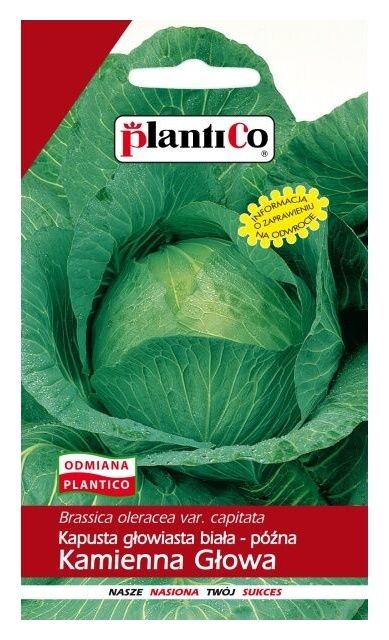 Kapusta Kamienna Głowa Plantico