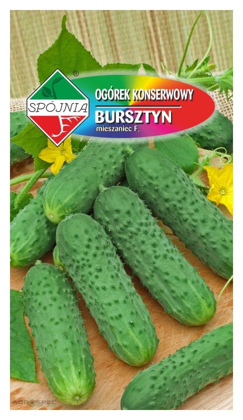 Ogórek Bursztyn F1 2g Spójnia