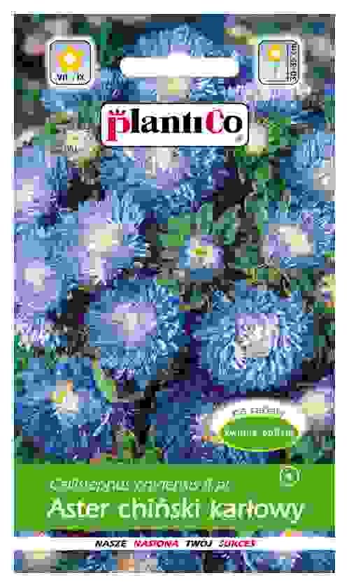 Aster chiński karłowy niebieski 1g PlantiCo