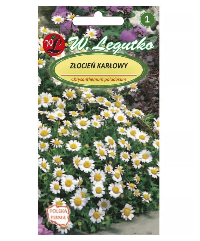 Złocień karłowy 0,2g Legutko