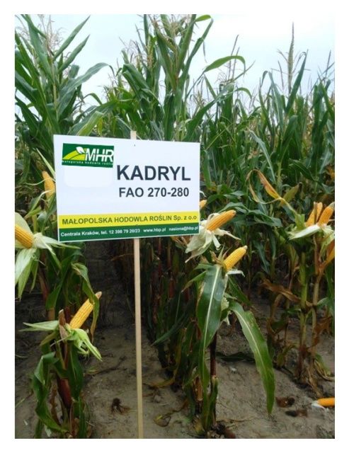 Kukurydza Kadryl 50 tyś C1 Korit MHR