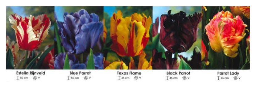 Tulipany Papuzie zestaw 170 cebulki 12/14 - 5x40 sztuk Wiśniewski