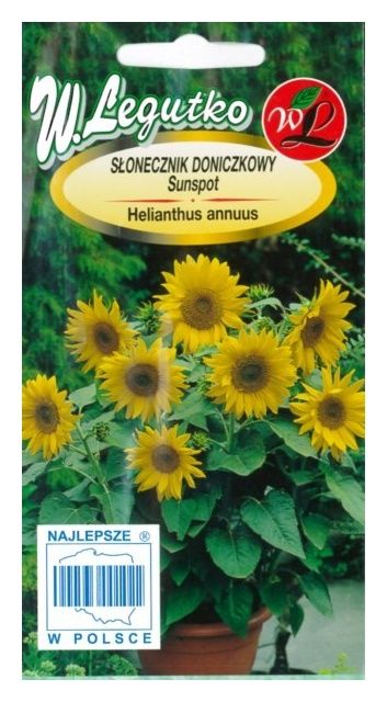 Słonecznik ozdobny Sunspot 1g Legutko