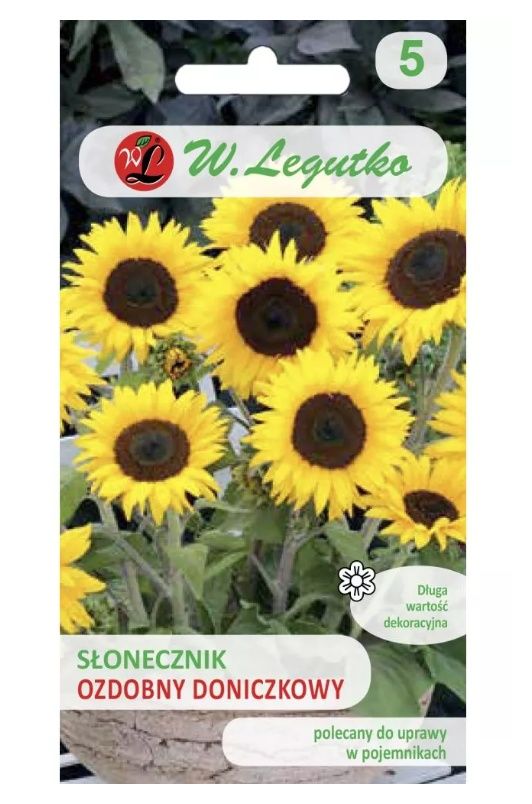 Słonecznik doniczkowy Polino Cola 1g Legutko