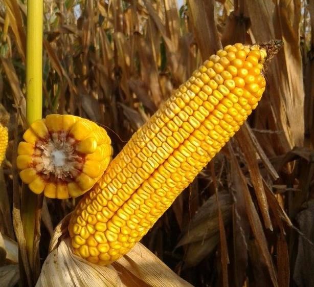 Kukurydza Mas 23.M F1 50tyś C1 Maisadour Opis -Dojrzałość:Średniowczesny