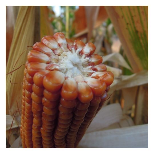 Kukurydza Gritz F1 50 tyś C1 Korit Maisadour