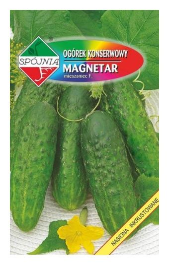 Ogórek gruntowy Magnetar 5g Spójnia