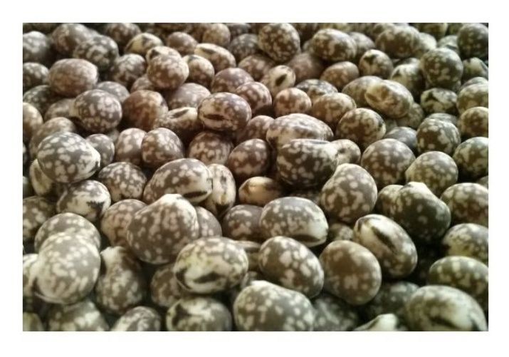 Łubin wąskolistny gorzki Karo C1 W 1000 kg Granum