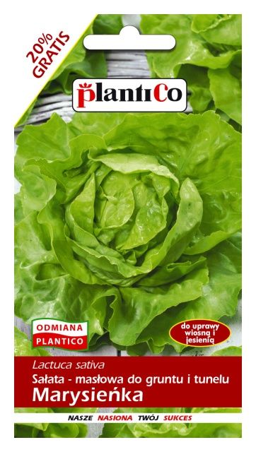 Sałata głowiasta masłowa MARYSIEŃKA 1,2g PlantiCo