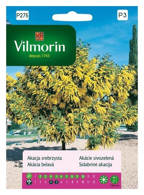 Akacja srebrzysta 20 sztuk Vilmorin 