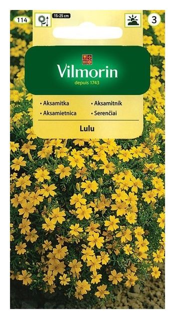 Aksamitka wąskolistna Lulu 0,5g Vilmorin
