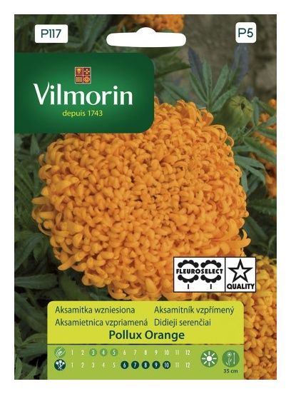 Aksamitka wyniosła Pollux Orange 0,2g Vilmorin 