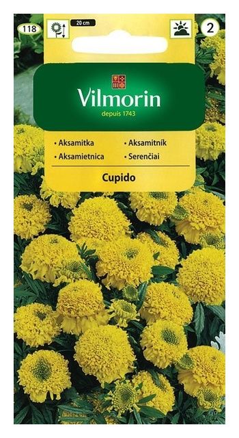 Aksamitka wzniesiona niska pełna Cupido 0,5g Vilmorin