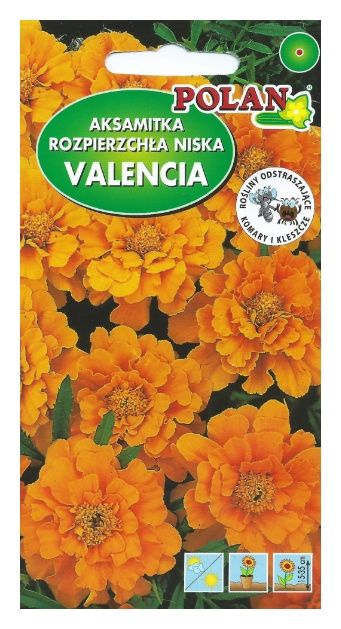 Aksamitka niska Valencia 1g Polan