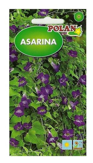 Asarina 20 sztuk nasion Polan