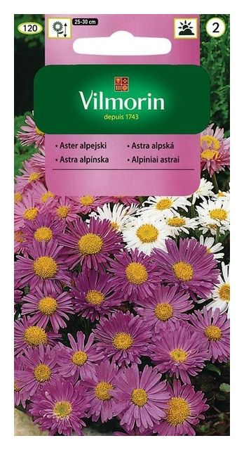 Aster Alpejski 0,5g Vilmorin