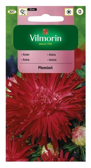 Aster chiński chryzantemowy Płomień 0,5g Vilmorin