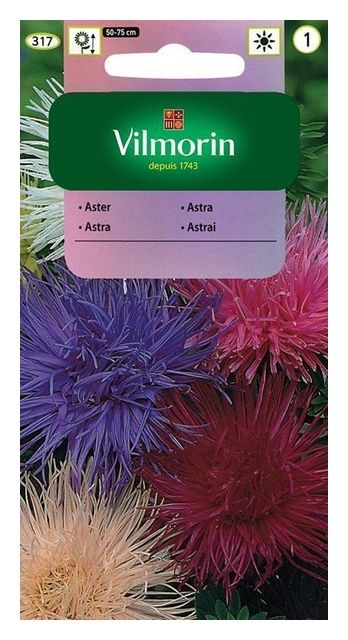 Aster chiński igiełkowy 1g+ 50g% GRATIS Vilmorin
