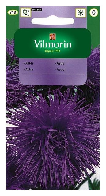 Aster chiński igiełkowy fioletowy 0,5g Vilmorin