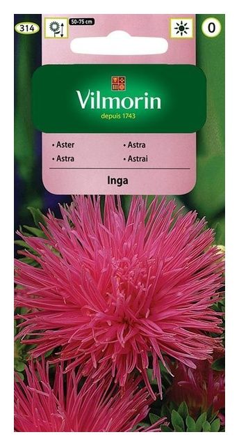 Aster chiński igiełkowy Inga 0,5g Vilmorin