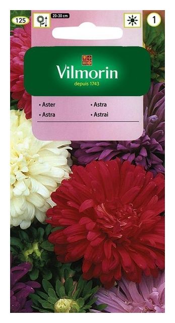 Aster chiński karłowy 1g Vilmorin