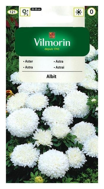 Aster chiński karłowy Albit 0,5g Vilmorin