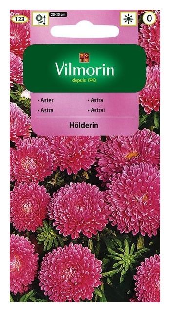 Aster chiński karłowy Holderlin 0,5g Vilmorin
