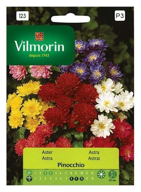 Aster chiński karłowy Pinocchio 0,5g Vilmorin